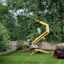 How Our Tree Care Process Works  in  South Whittier, CA