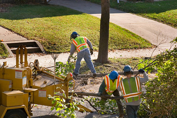 Leaf Removal in South Whittier, CA